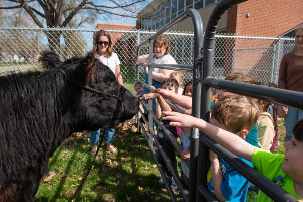 Belted Galloway Cows Visit McKee Education Center